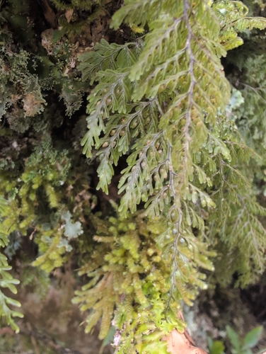 Hymenophyllum villosum observed 2026-10-06