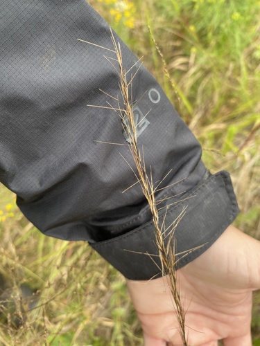 Aristida virgata observed 2026-10-03