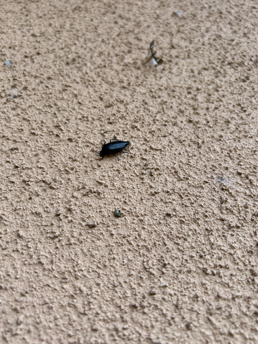 Shore Sexton Beetle