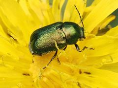 Cryptocephalus sericeus