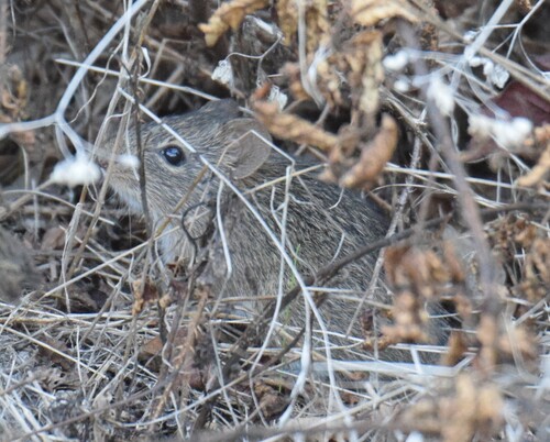 Hispid Cotton Rat