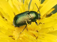 Cryptocephalus sericeus