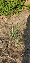 Hesperoyucca whipplei