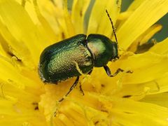 Cryptocephalus sericeus