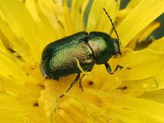Cryptocephalus sericeus