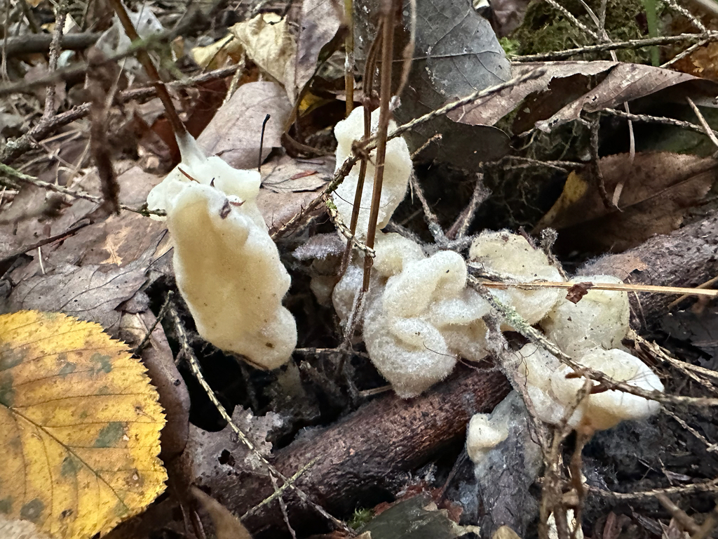 Helvellosebacina concrescens