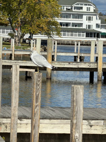 Ring-billed Gull