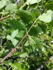 Eriophyes prunianus