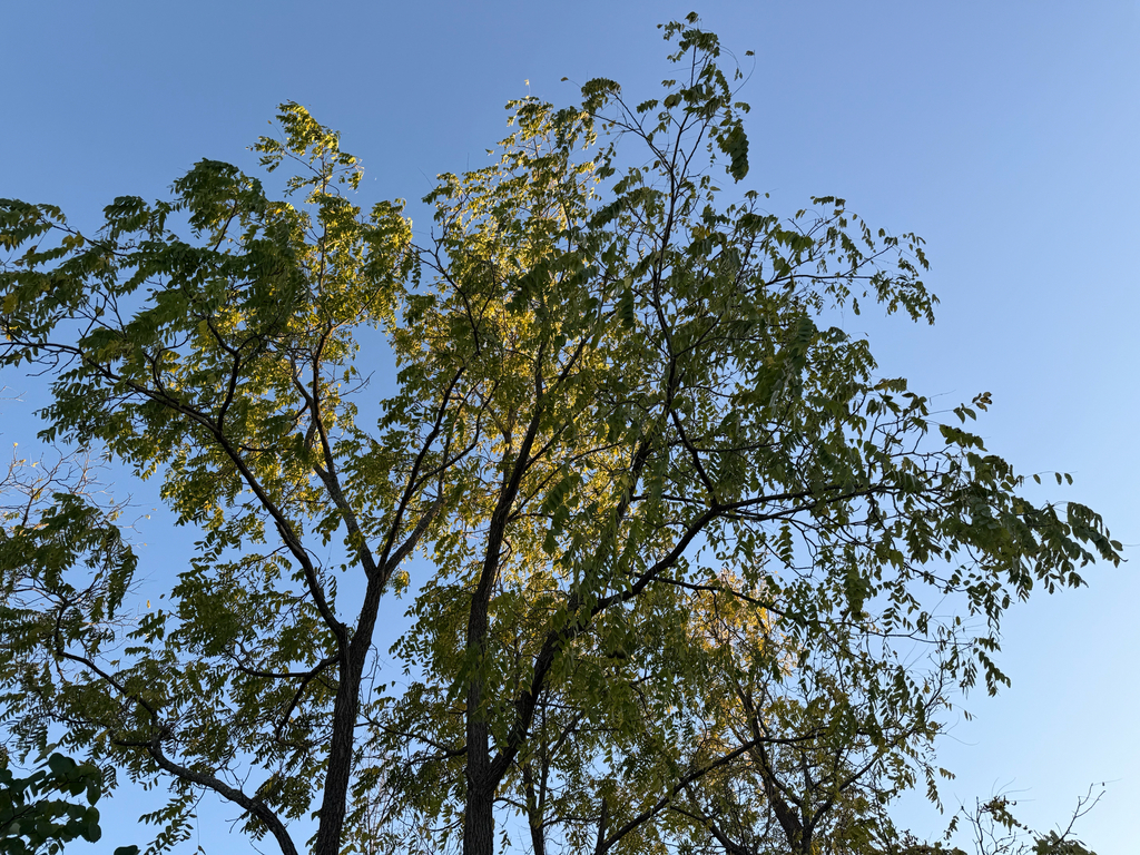 Looking up into black walnut crowns still mostly green, with the first yellow leaves catching the light.