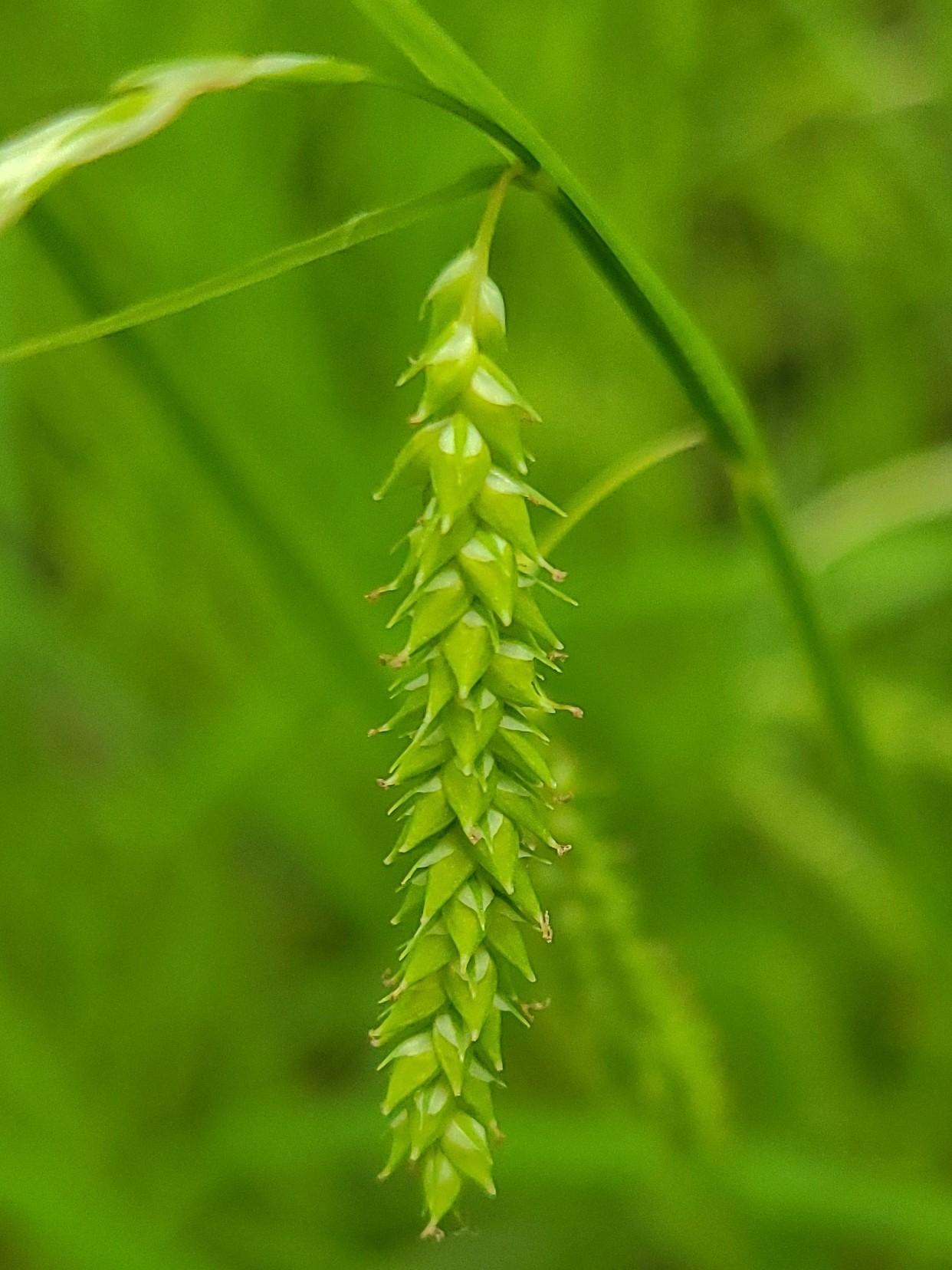 Carex prasina