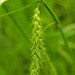 Drooping Sedge - Photo (c) Sam O'Connell, some rights reserved (CC BY-NC), uploaded by Sam O'Connell