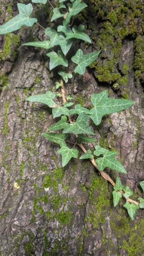 common ivy