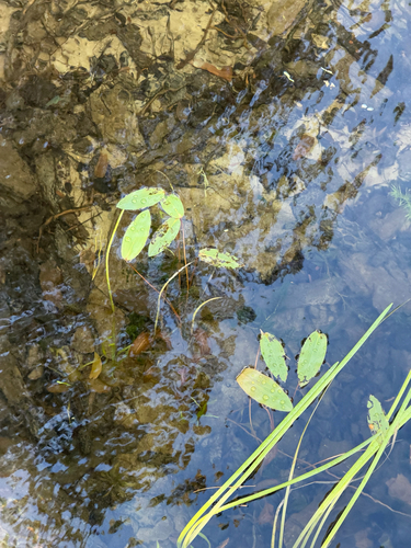 floating-leaved pondweed