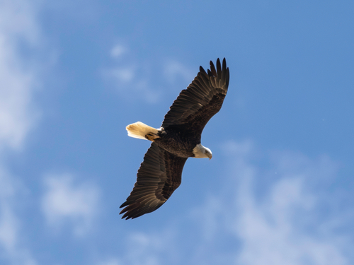 Bald Eagle