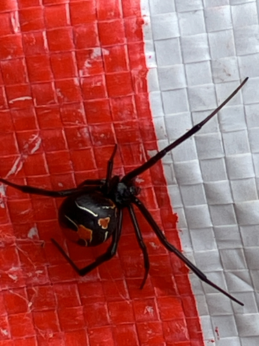 Redback Spider