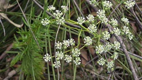 Poranthera corymbosa, 2026-10-05