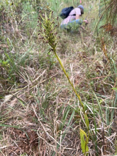 Platanthera blephariglottis observed 2026-10-03
