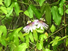 Passiflora mayarum
