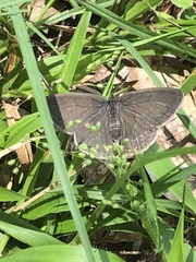Hermeuptychia sosybius