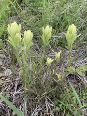 Castilleja lutescens