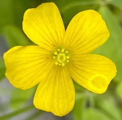 Oxalis