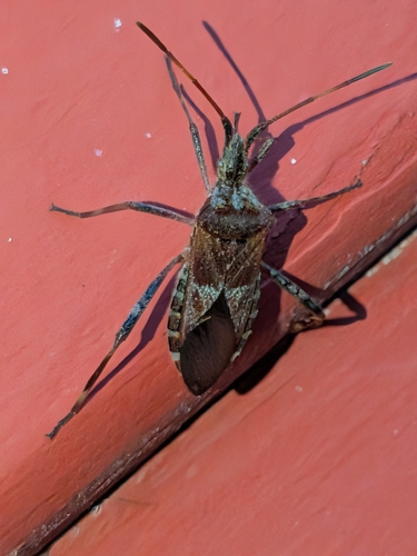 Western Conifer Seed Bug
