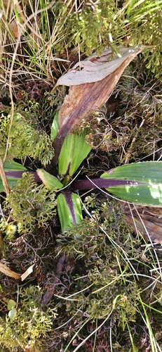 Celmisia petiolata observed 2026-10-04