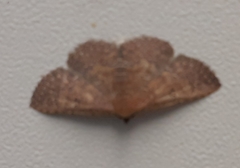 Cerynea punctilinealis