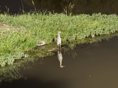 Yellow-crowned Night Heron