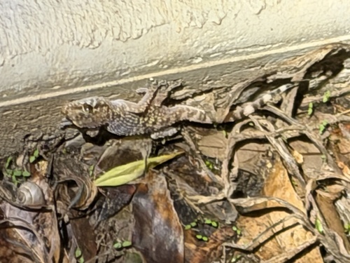 Mediterranean House Gecko