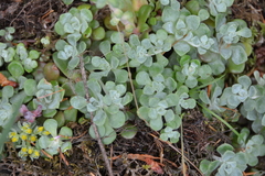 Sedum spathulifolium
