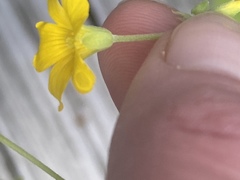 Oxalis