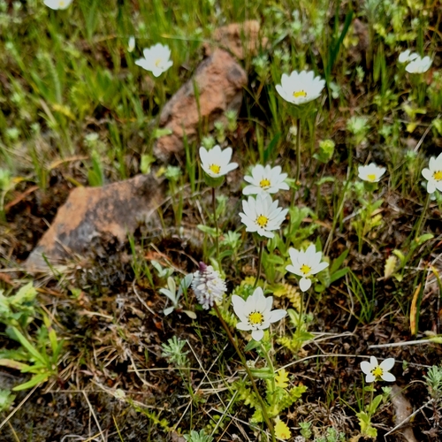 Perezia multiflora sonchifolia