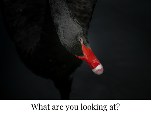 Black Swan