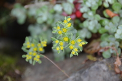 Sedum spathulifolium