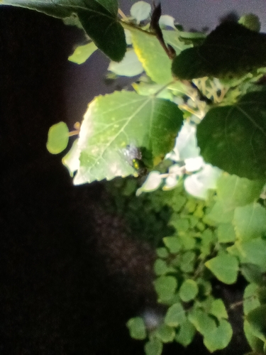 Greenbottle Flies