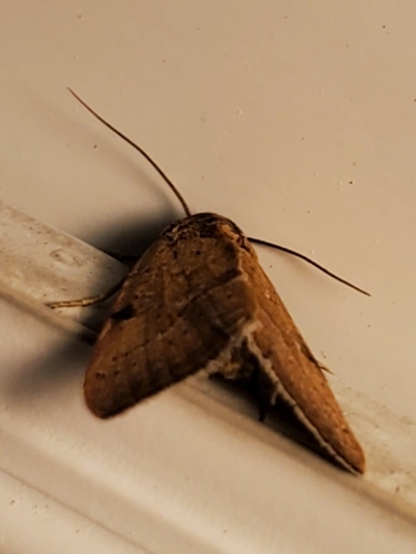 Wedgling Moth