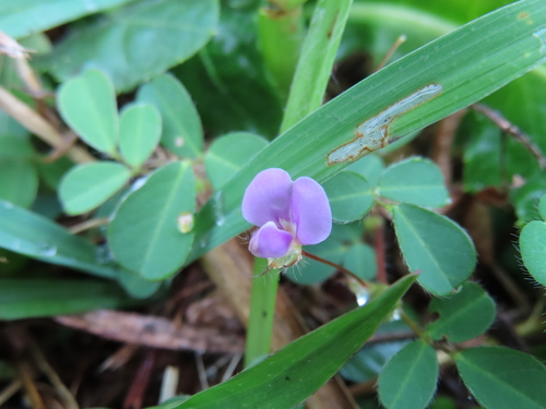 Grona heterophylla observed 2026-10-05