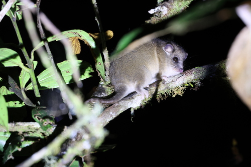 Pseudochirulus mayeri observed 2026-06-13