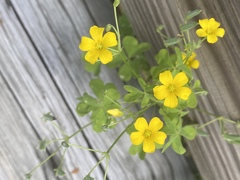 Oxalis