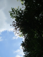 Koelreuteria elegans