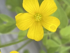 Oxalis
