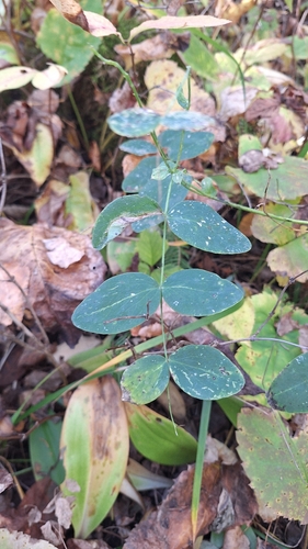 Lathyrus ochroleucus, 2026-10-05