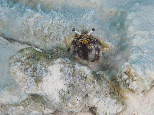 Dardanus scutellatus observed 2026-10-04