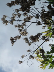 Koelreuteria elegans