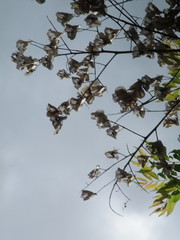 Koelreuteria elegans