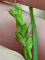 Carex grisea