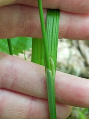 Carex grisea