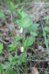 Polygonatum humile