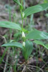 Polygonatum humile